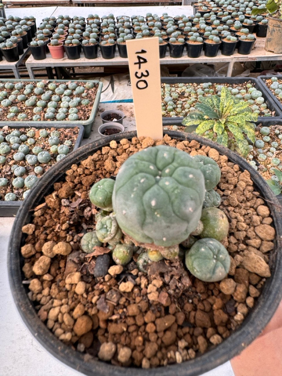 Lophophora williamsii – Peyote Cactus (6–7 cm, Own Root)