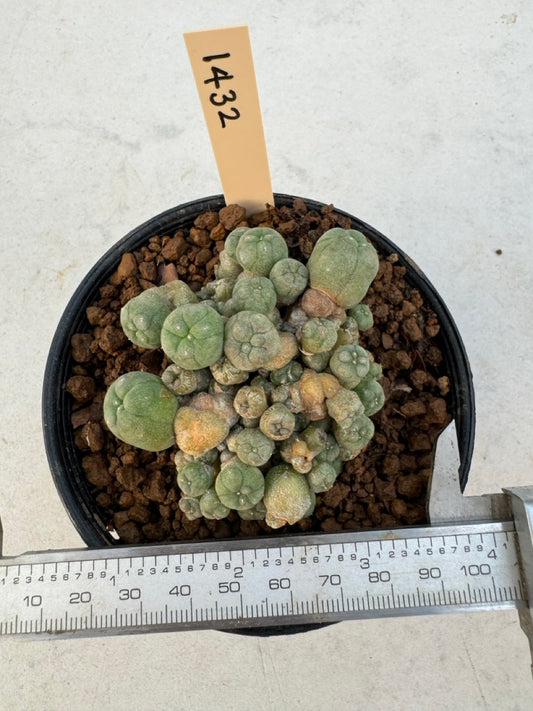 Lophophora williamsii – Peyote Cactus (6–7 cm, Own Root)