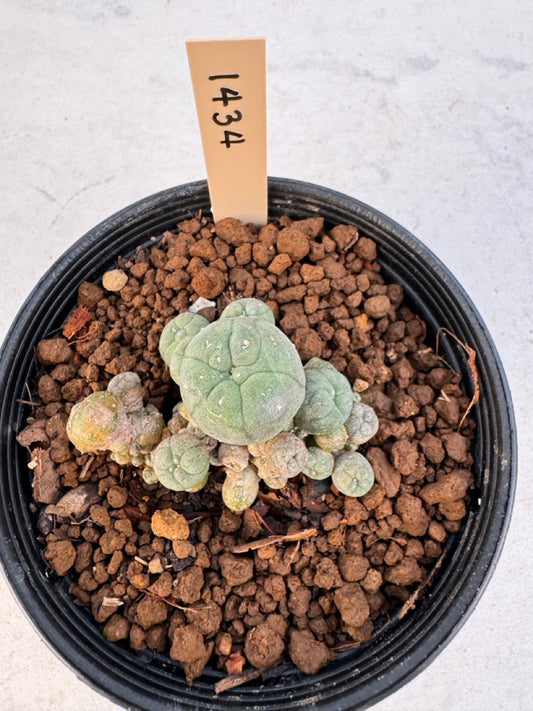 Lophophora williamsii – Peyote Cactus (6–7 cm, Own Root)