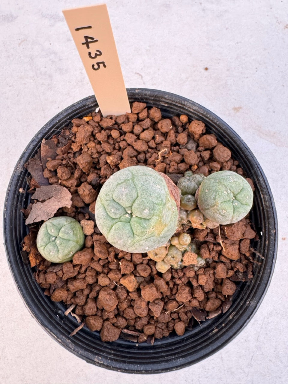 Lophophora williamsii – Peyote Cactus (6–7 cm, Own Root)