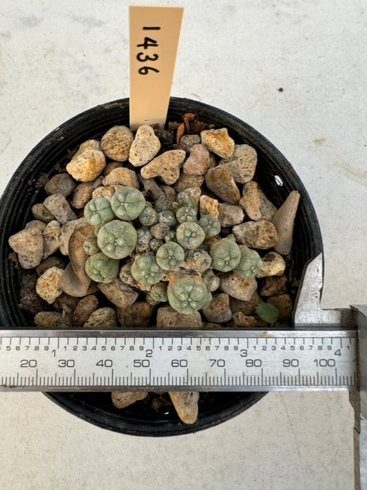 Lophophora williamsii – Peyote Cactus (6–7 cm, Own Root)