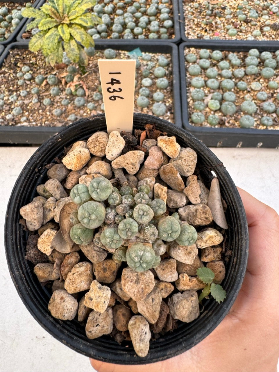 Lophophora williamsii – Peyote Cactus (6–7 cm, Own Root)