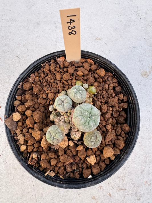 Lophophora williamsii – Peyote Cactus (6–7 cm, Own Root)
