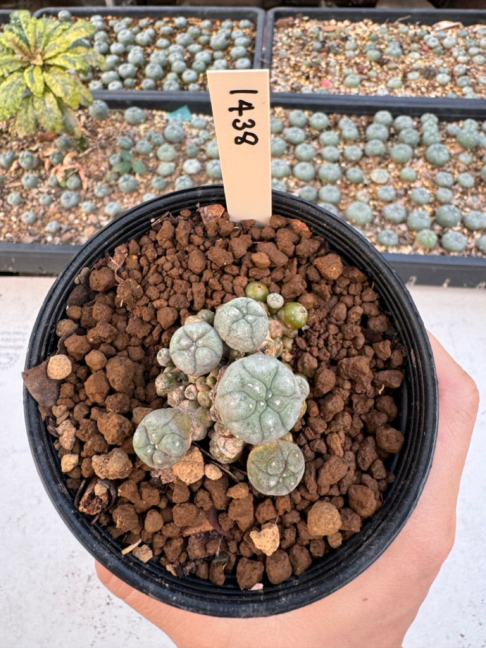 Lophophora williamsii – Peyote Cactus (6–7 cm, Own Root)