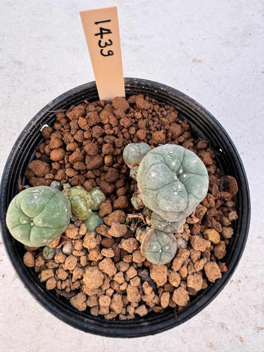 Lophophora williamsii – Peyote Cactus (6–7 cm, Own Root)