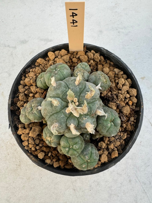Lophophora williamsii – Peyote Cactus (6–7 cm, Own Root)