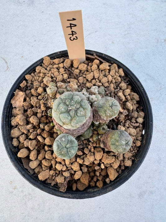 Lophophora williamsii – Peyote Cactus (6–7 cm, Own Root)