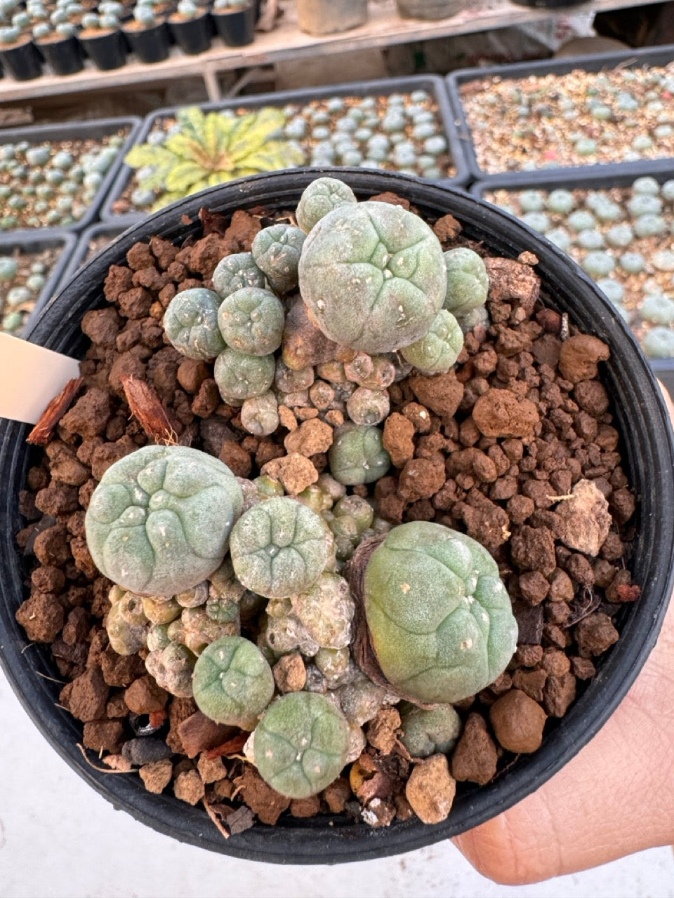 Lophophora williamsii – Peyote Cactus (6–7 cm, Own Root)