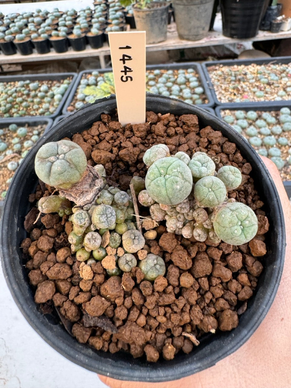 Lophophora williamsii – Peyote Cactus (6–7 cm, Own Root)