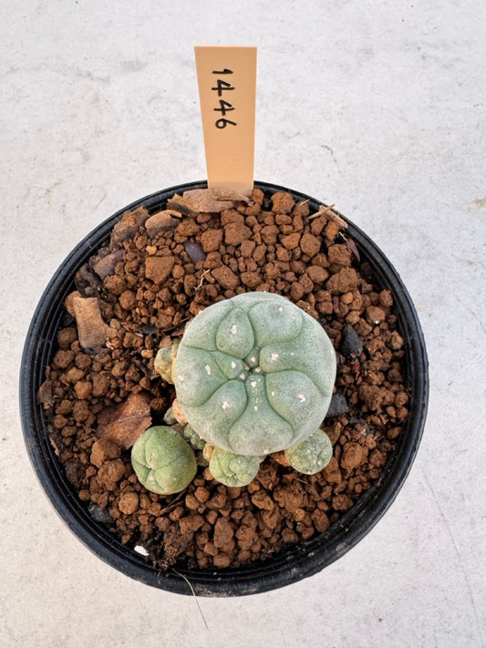 Lophophora williamsii – Peyote Cactus (6–7 cm, Own Root)