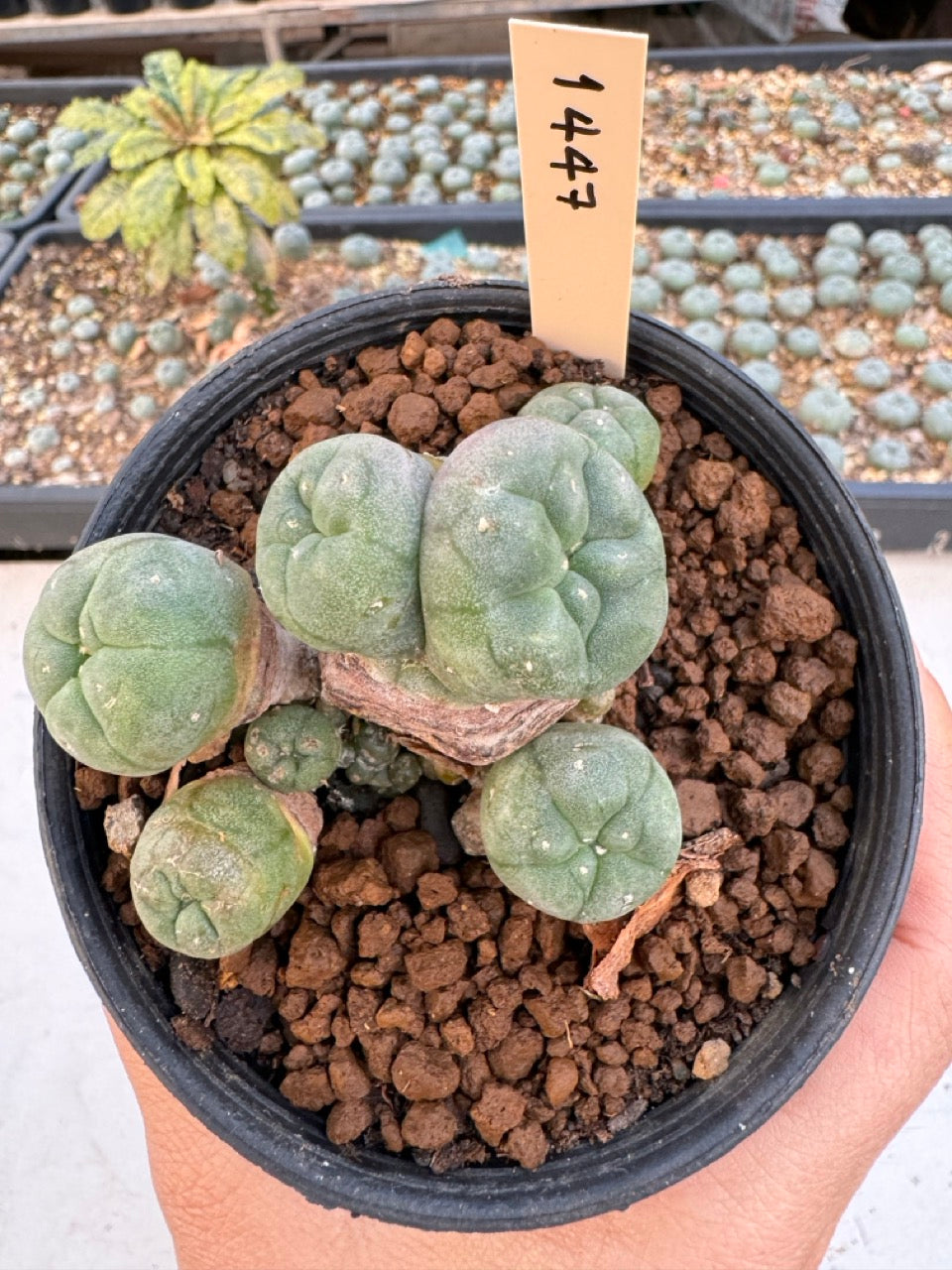 Lophophora williamsii – Peyote Cactus (6–7 cm, Own Root)