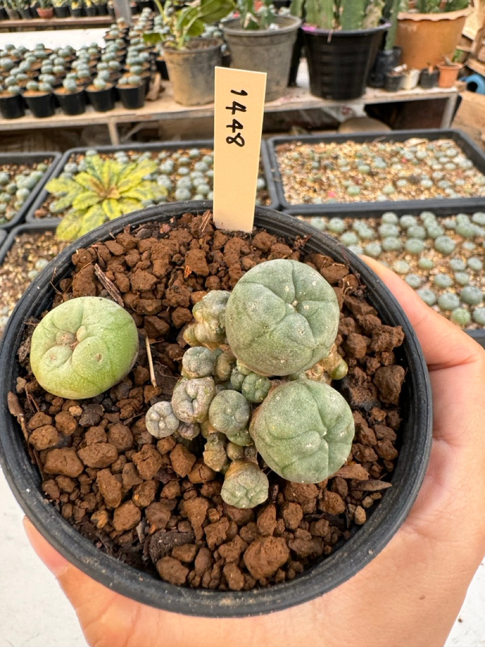 Lophophora williamsii – Peyote Cactus (6–7 cm, Own Root)