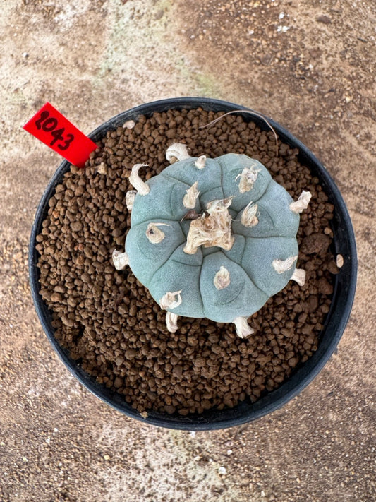 Lophophora williamsii – Peyote Cactus (4-6 cm, Own Root)
