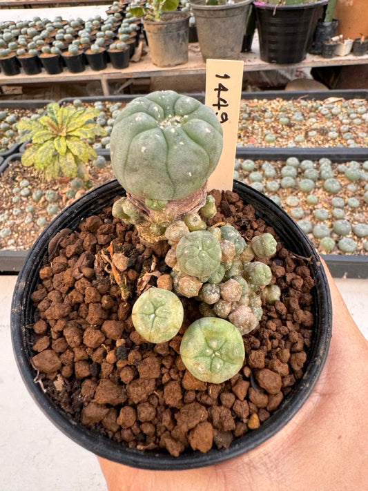Lophophora williamsii – Peyote Cactus (6–7 cm, Own Root)