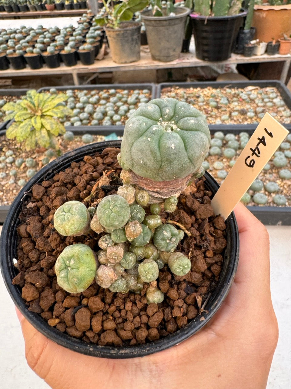 Lophophora williamsii – Peyote Cactus (6–7 cm, Own Root)