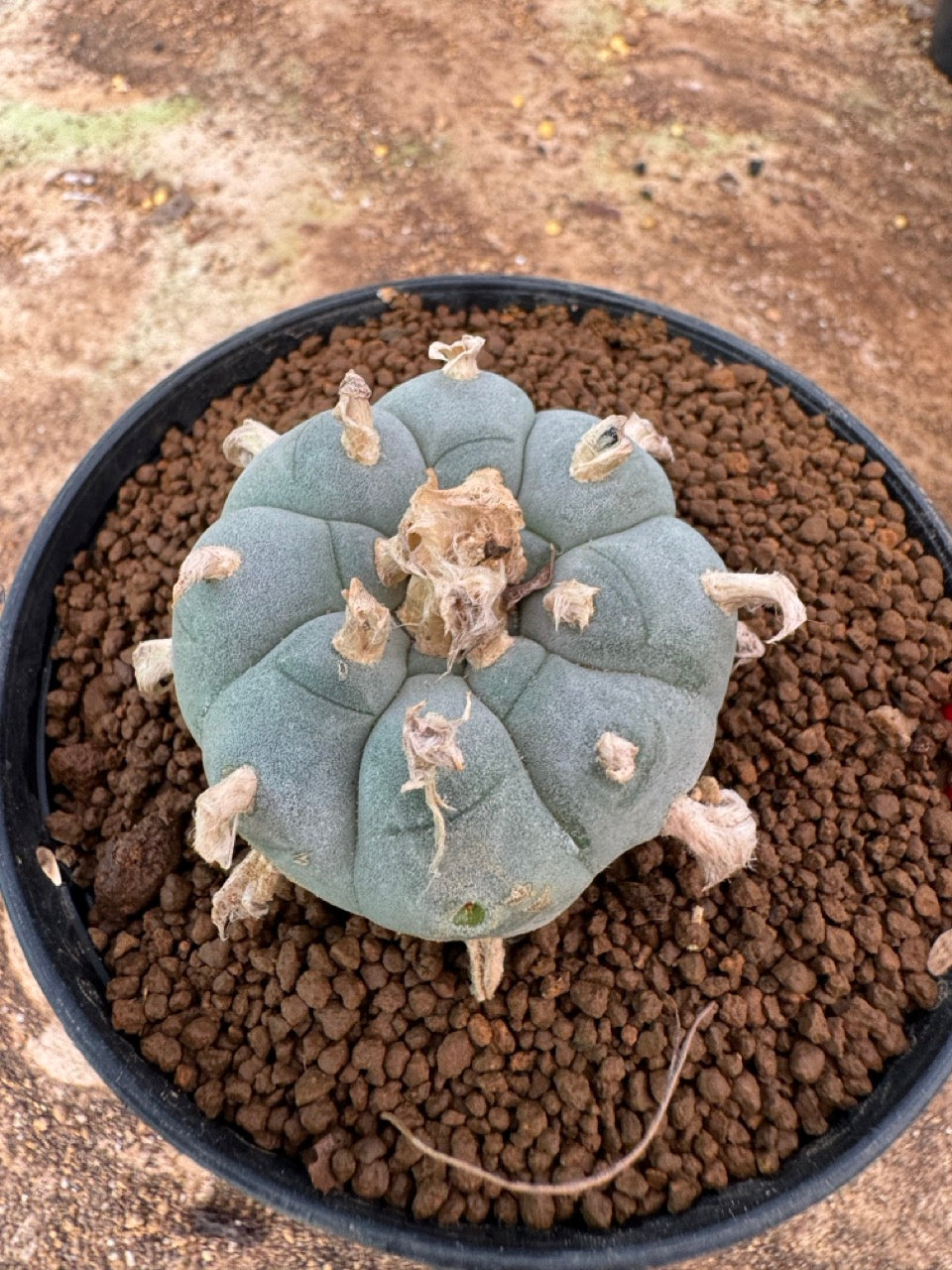 Lophophora williamsii – Peyote Cactus (4-6 cm, Own Root)