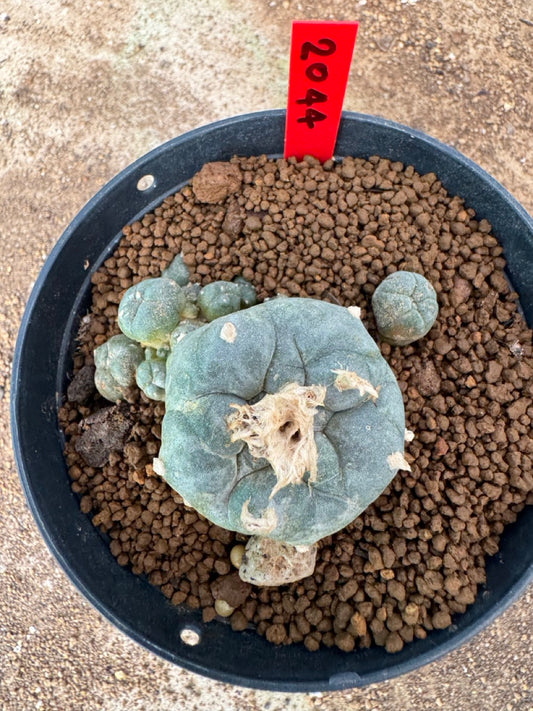Lophophora williamsii – Peyote Cactus (4-6 cm, Own Root)