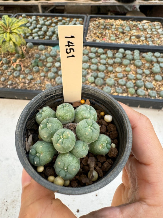 Lophophora williamsii – Peyote Cactus (6–7 cm, Own Root)