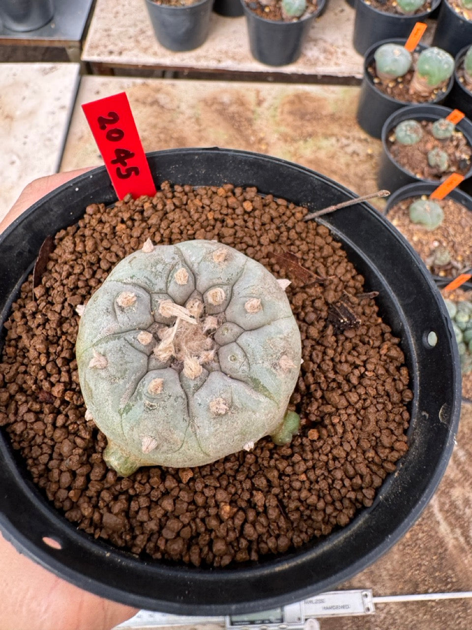 Lophophora williamsii – Peyote Cactus (4-6 cm, Own Root)