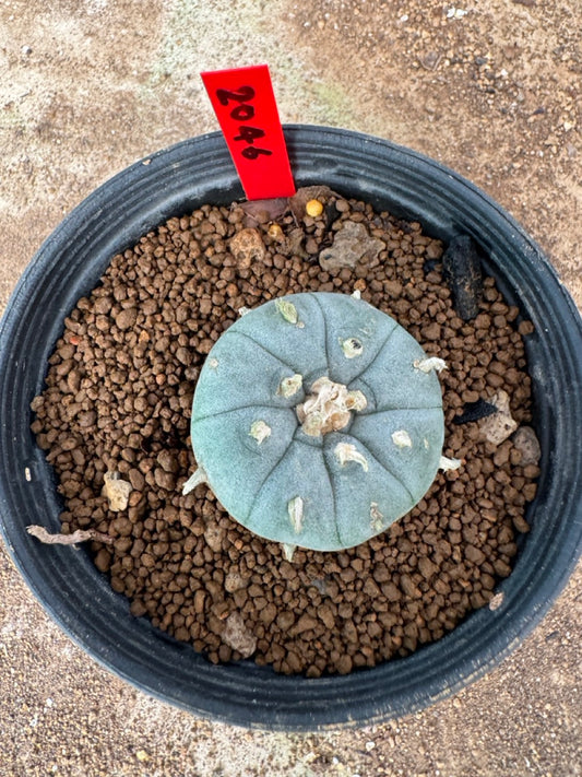 Lophophora williamsii – Peyote Cactus (4-6 cm, Own Root)