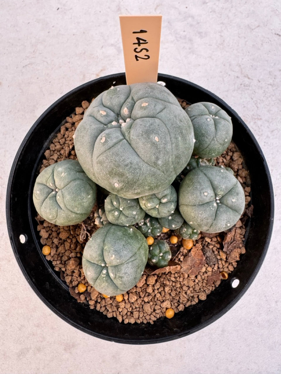 Lophophora williamsii – Peyote Cactus (6–7 cm, Own Root)