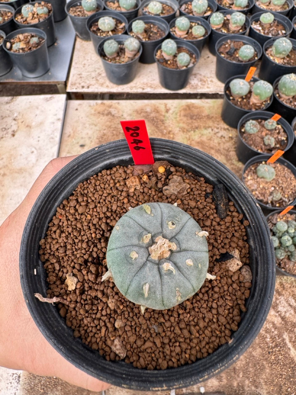 Lophophora williamsii – Peyote Cactus (4-6 cm, Own Root)