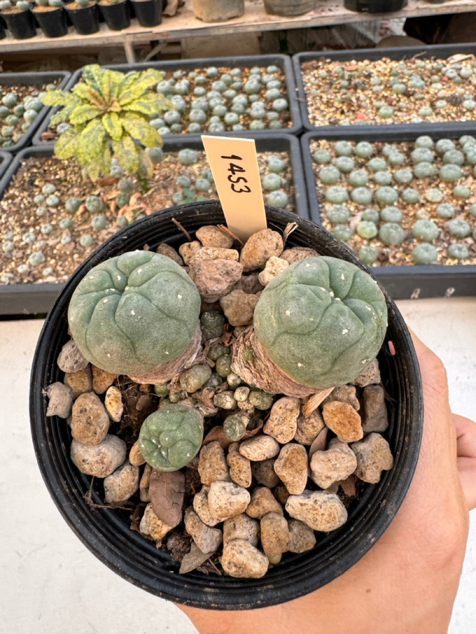 Lophophora williamsii – Peyote Cactus (6–7 cm, Own Root)
