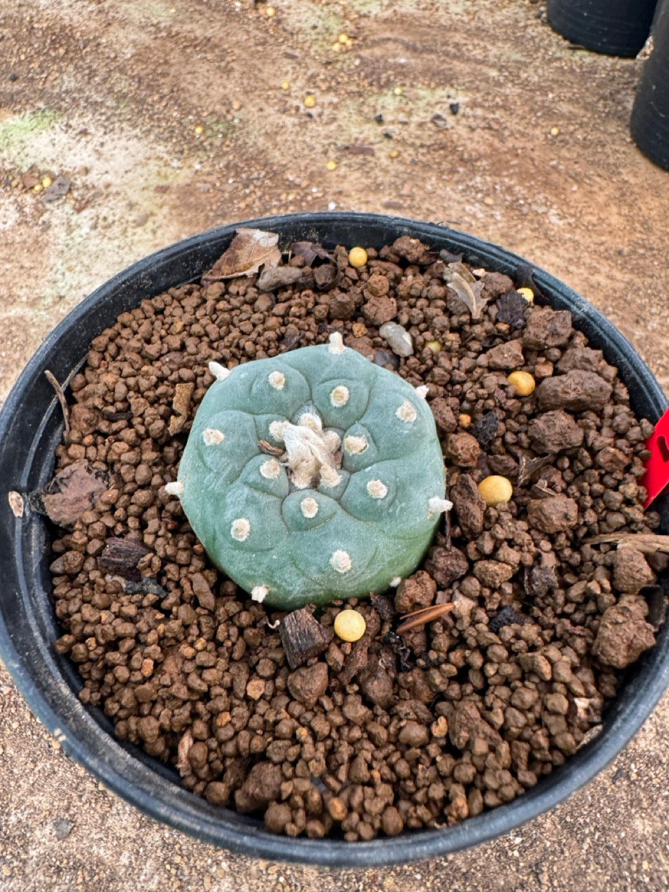 Lophophora williamsii – Peyote Cactus (4-6 cm, Own Root)