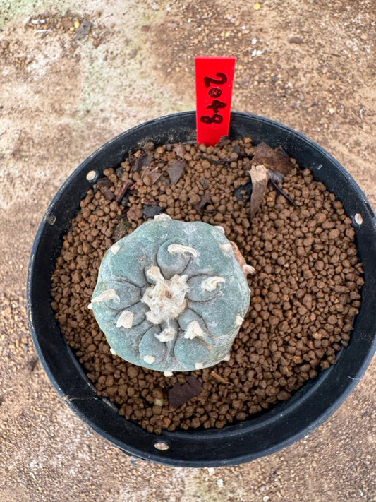 Lophophora williamsii – Peyote Cactus (4-6 cm, Own Root)