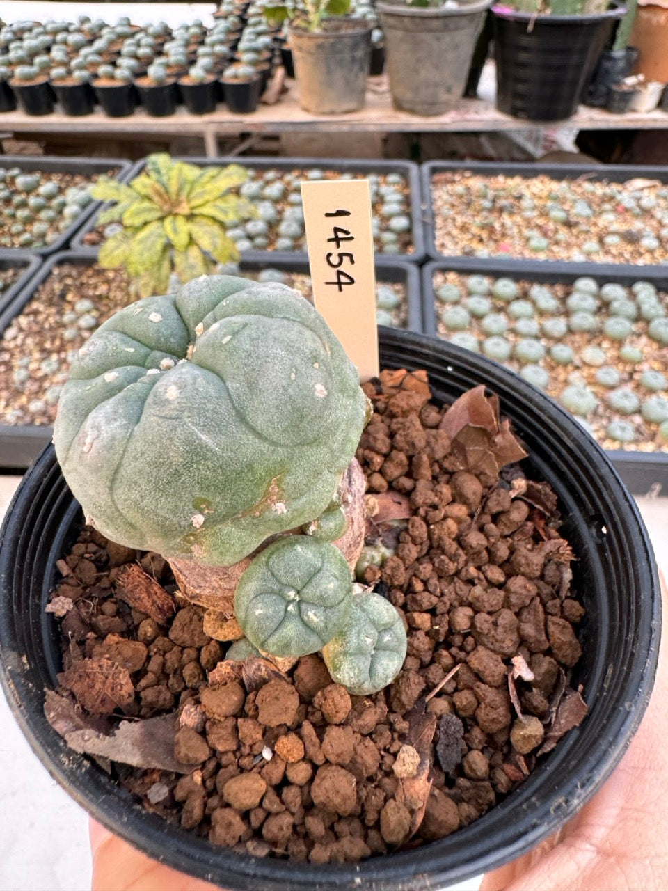 Lophophora williamsii – Peyote Cactus (6–7 cm, Own Root)