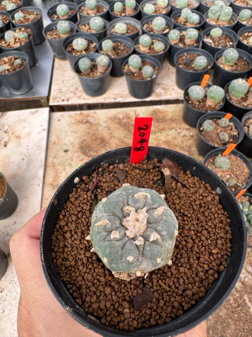 Lophophora williamsii – Peyote Cactus (4-6 cm, Own Root)
