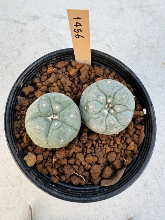 Lophophora williamsii – Peyote Cactus (6–7 cm, Own Root)