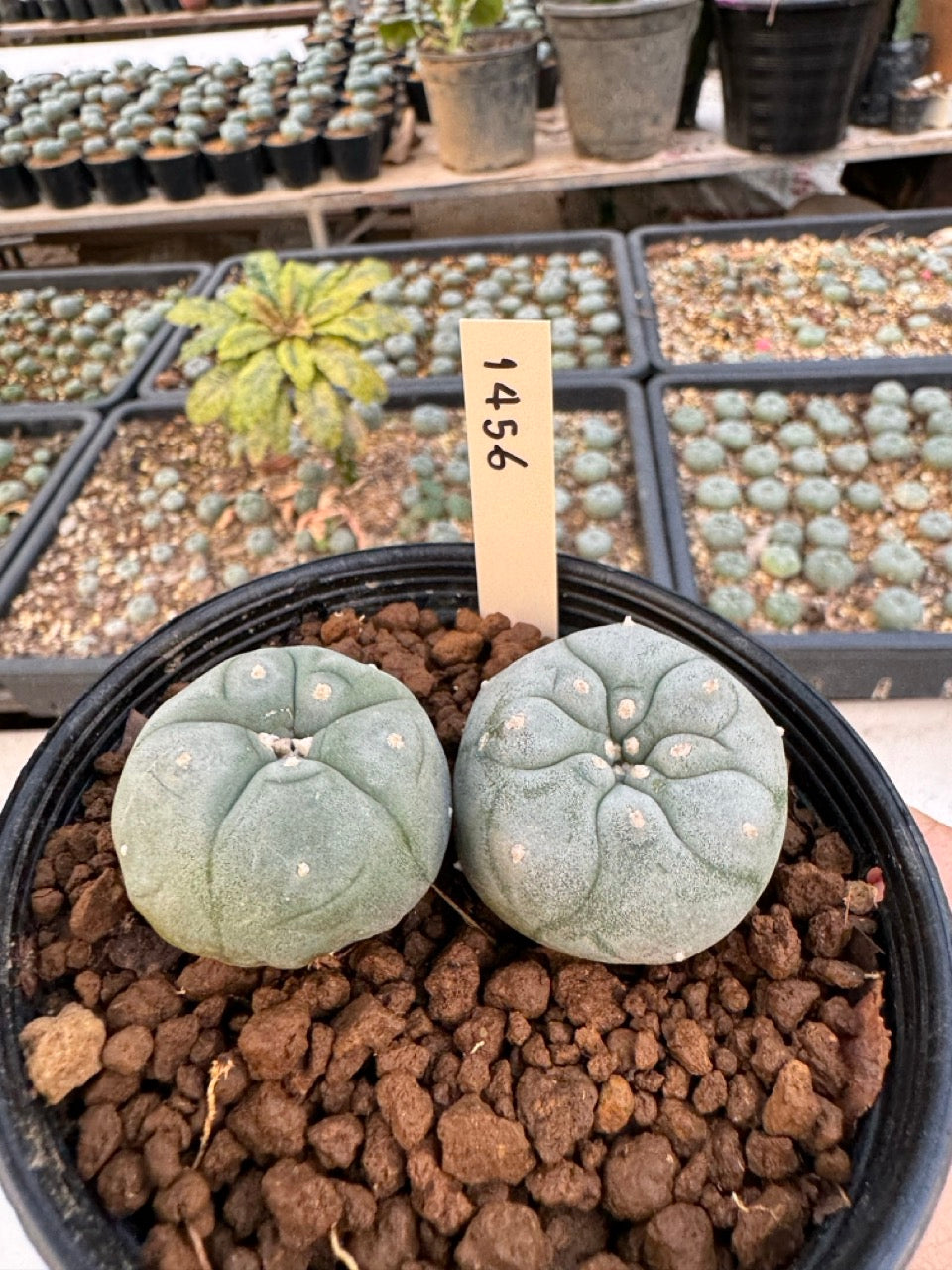 Lophophora williamsii – Peyote Cactus (6–7 cm, Own Root)