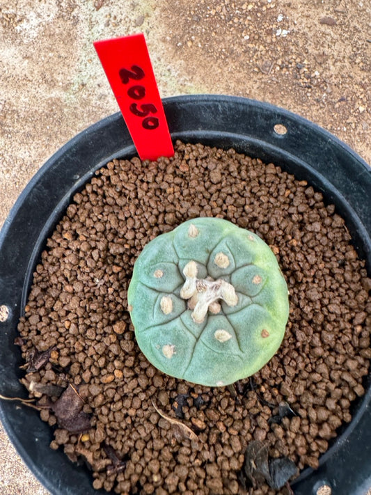 Lophophora williamsii – Peyote Cactus (3.5-6 cm, Own Root)