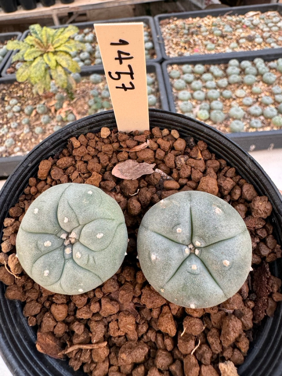 Lophophora williamsii – Peyote Cactus (6–7 cm, Own Root)