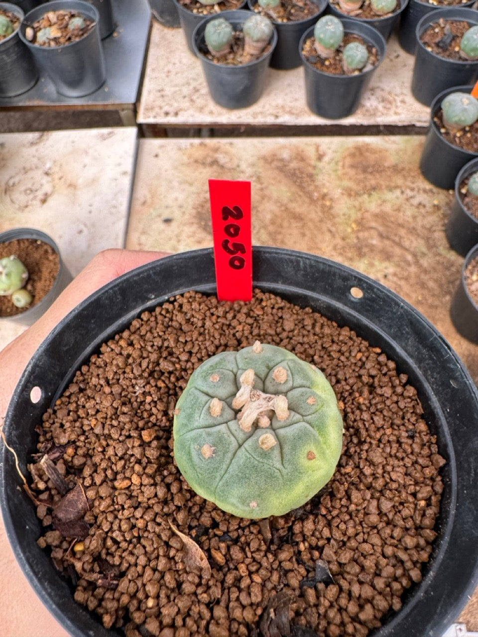 Lophophora williamsii – Peyote Cactus (3.5-6 cm, Own Root)