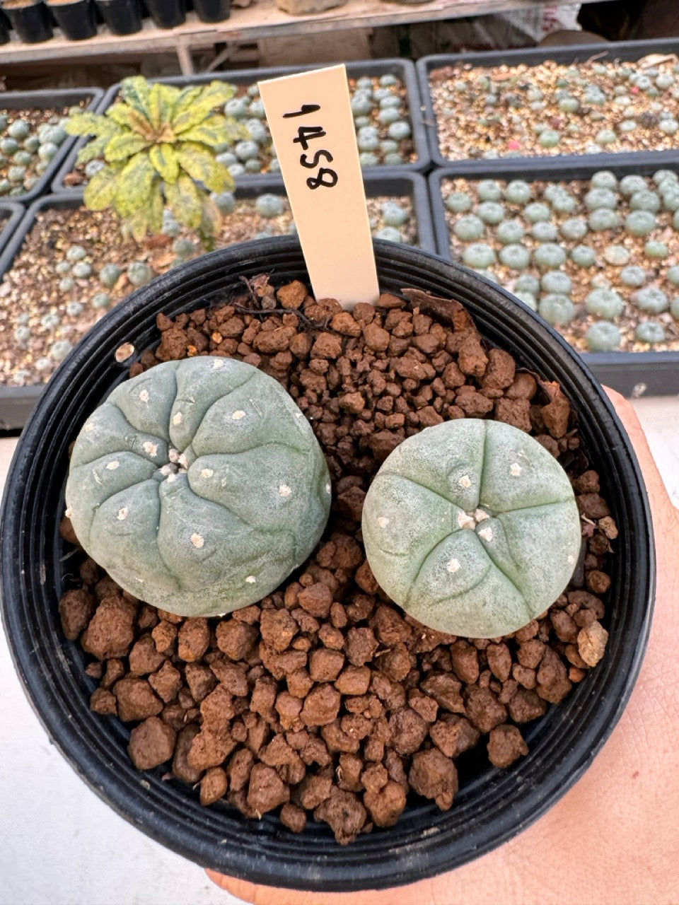 Lophophora williamsii – Peyote Cactus (6–7 cm, Own Root)