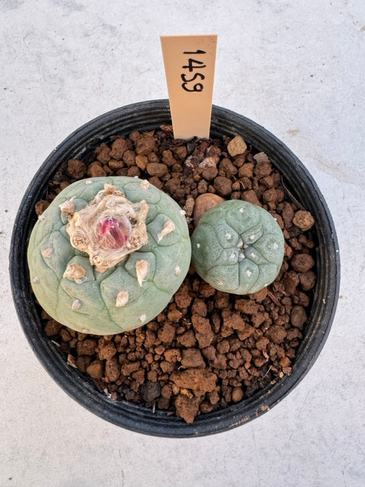 Lophophora williamsii – Peyote Cactus (6–7 cm, Own Root)