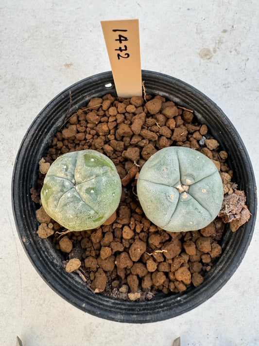 Lophophora williamsii – Peyote Cactus (6–7 cm, Own Root)