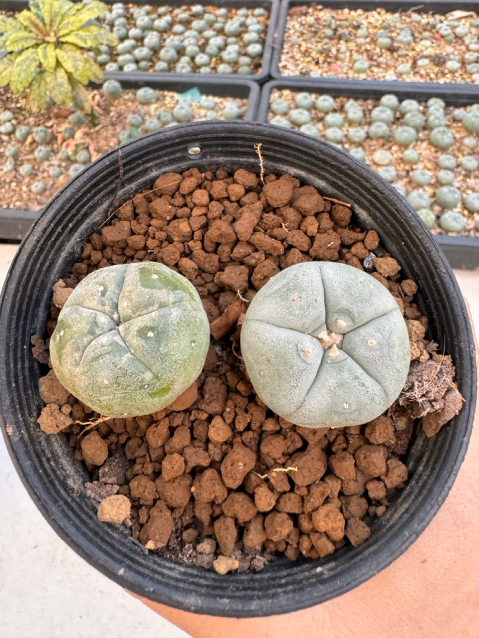 Lophophora williamsii – Peyote Cactus (6–7 cm, Own Root)