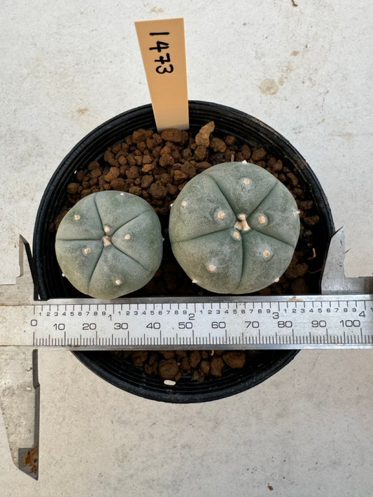 Lophophora williamsii – Peyote Cactus (6–7 cm, Own Root)