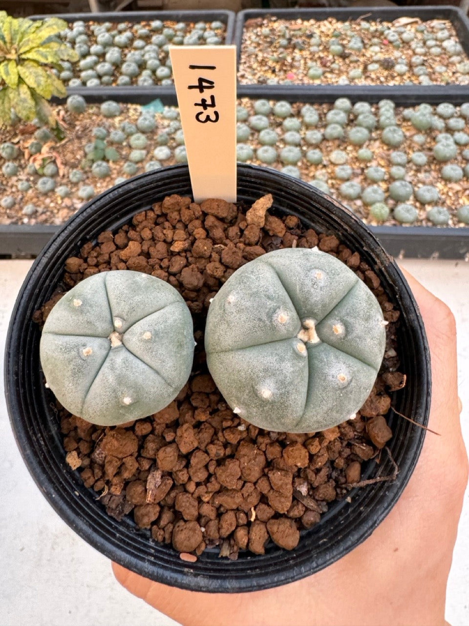 Lophophora williamsii – Peyote Cactus (6–7 cm, Own Root)