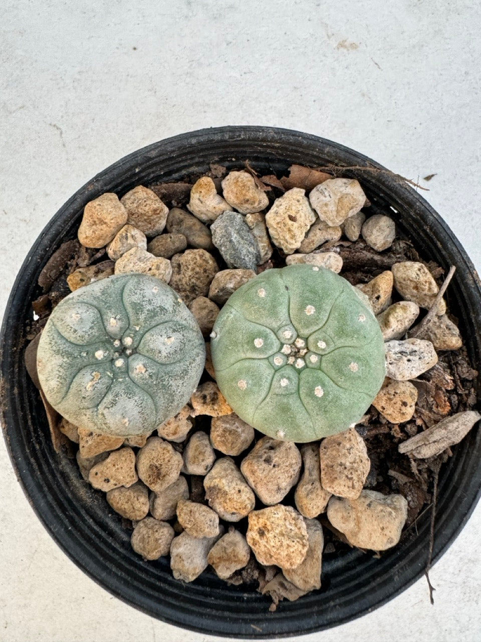 Lophophora williamsii – Peyote Cactus (6–7 cm, Own Root)