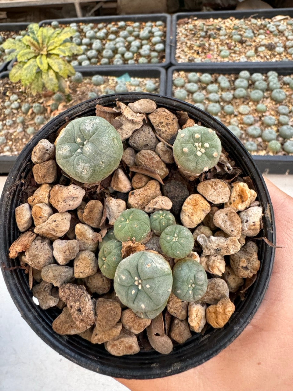 Lophophora williamsii – Peyote Cactus (6–7 cm, Own Root)