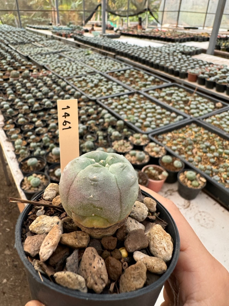 Lophophora williamsii – Peyote Cactus (6–7 cm, Own Root)