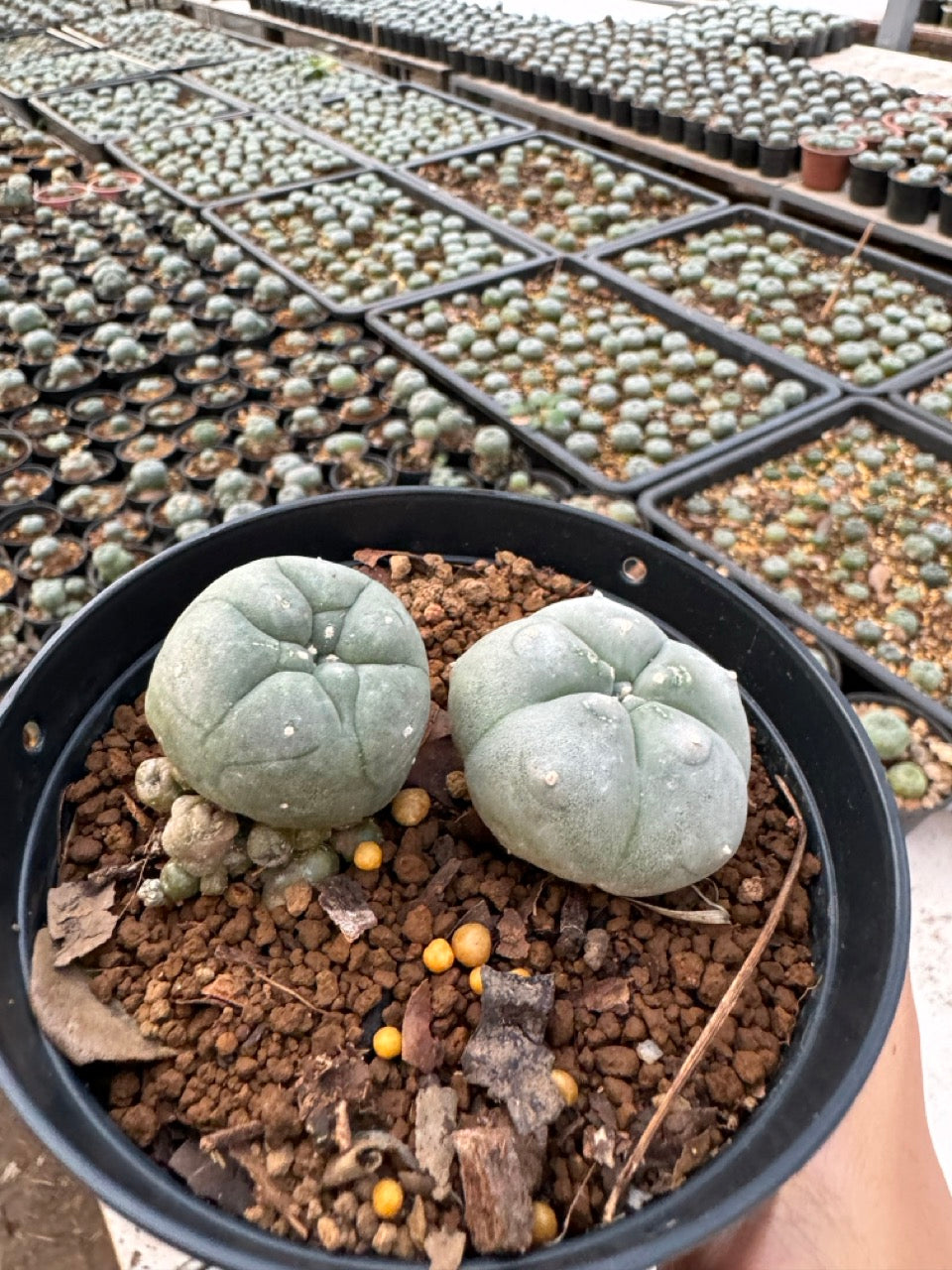 Lophophora williamsii – Peyote Cactus (6–7 cm, Own Root)