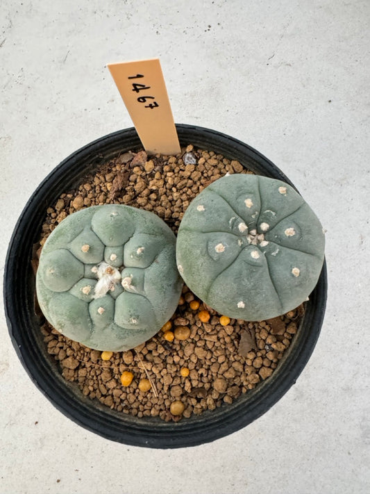 Lophophora williamsii – Peyote Cactus (6–7 cm, Own Root)