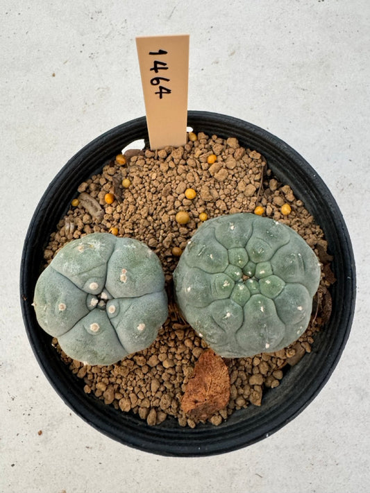 Lophophora williamsii – Peyote Cactus (6–7 cm, Own Root)