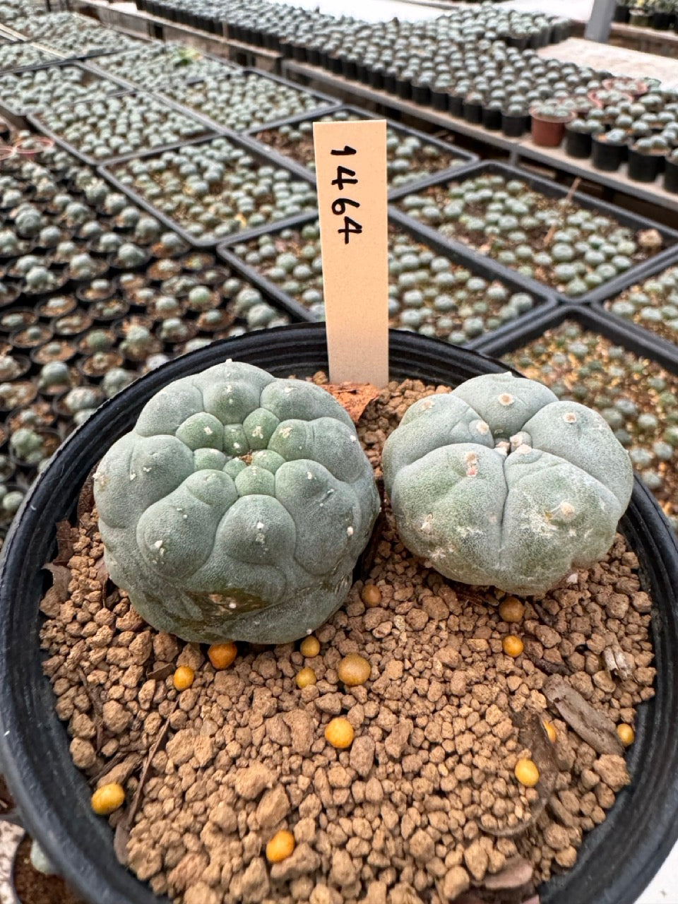 Lophophora williamsii – Peyote Cactus (6–7 cm, Own Root)
