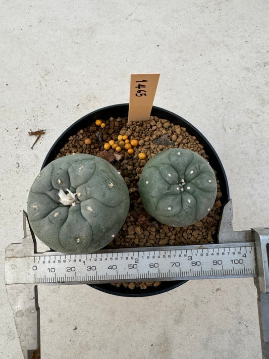 Lophophora williamsii – Peyote Cactus (6–7 cm, Own Root)